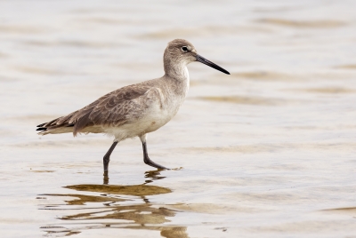 Willet Padre Island NS 2023